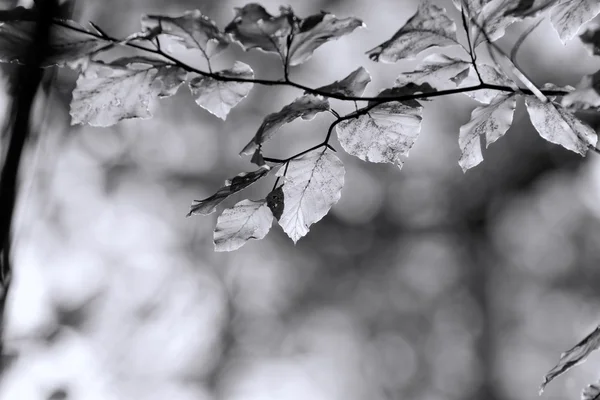 Colors of Autumn, black and white — Stock Photo, Image