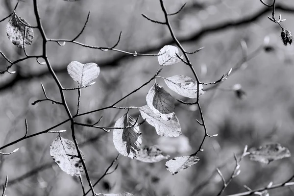 Kleurrijke herfstbladeren in November, zwart-wit — Stockfoto