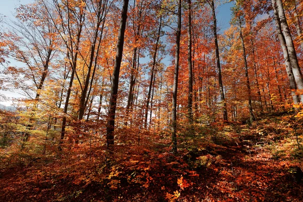 Färgglada höstträd i skogen — Stockfoto