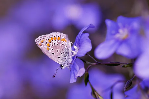 The butterfly — Stock Photo, Image