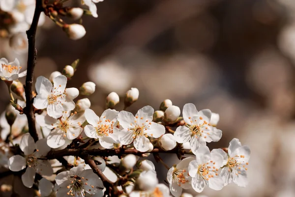 Frukter blossom, våren — Stockfoto