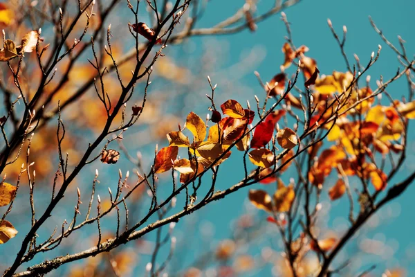 Colori dell'autunno, foglie — Foto Stock