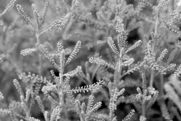 Piękne kwiaty w ogrodzie, czarno-białe — Zdjęcie stockowe
