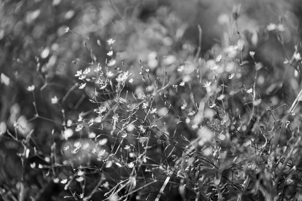 Lindas flores, preto e branco — Fotografia de Stock