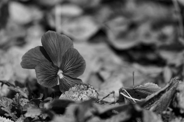 Blüten in Blättern, schwarz und weiß — Stockfoto