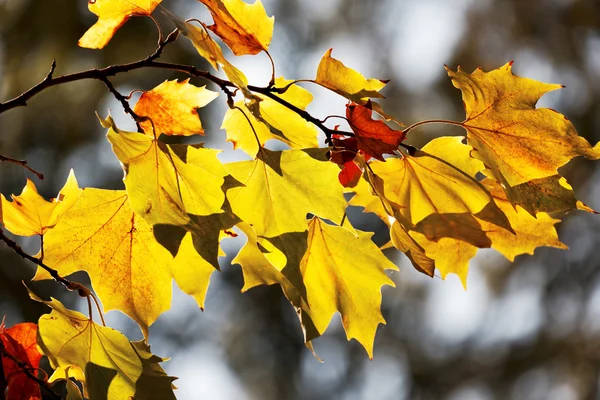 Barevný podzim — Stock fotografie