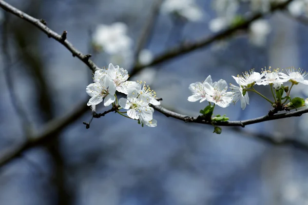 Fruits blossom, spring — Stock Photo, Image