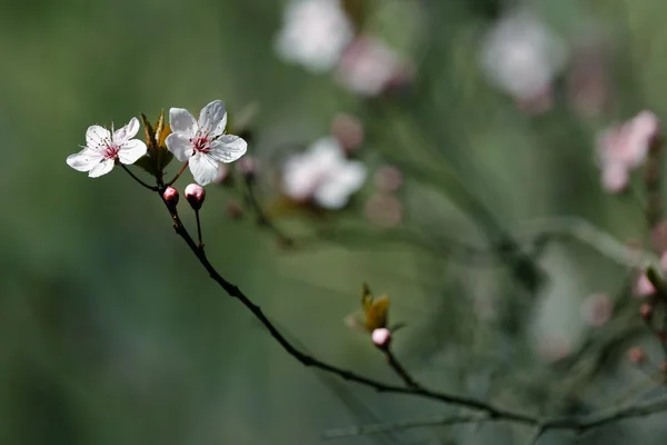 Plody květ, jaro — Stock fotografie