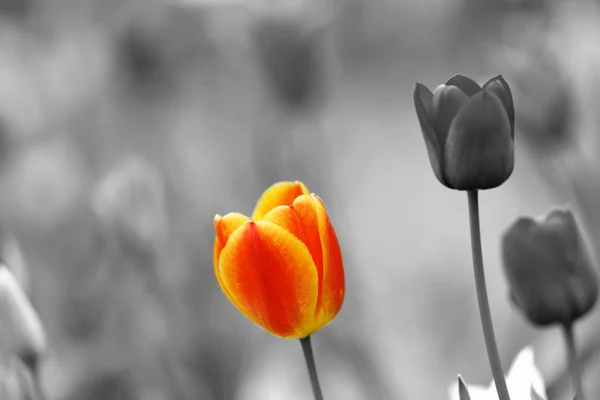 Färg tulpaner i svarta och vita trädgården — Stockfoto
