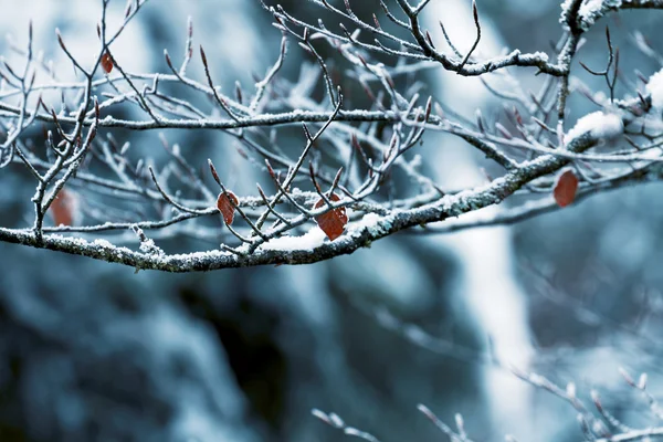 Winter — Stock Photo, Image