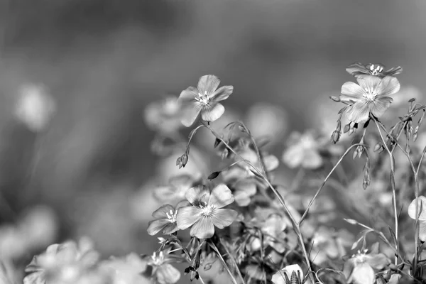 Flores, blanco y negro —  Fotos de Stock