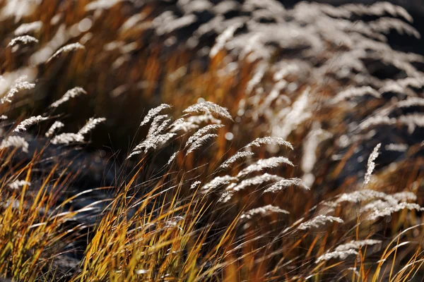 秋、草の色 — ストック写真