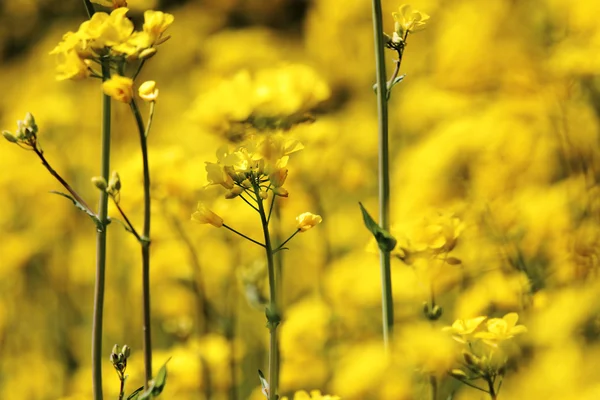 Flor de colza de cerca (Brassica napus ) — Foto de Stock