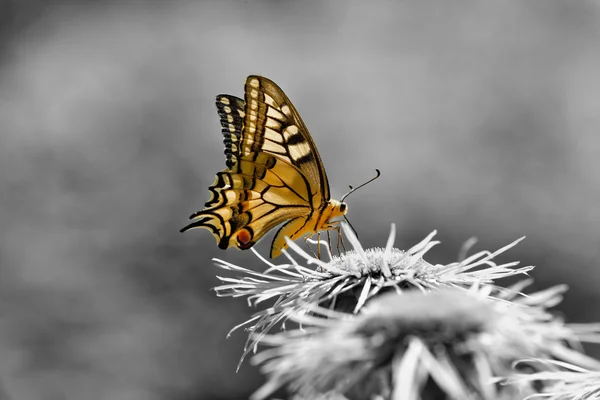 El color de la mariposa — Foto de Stock