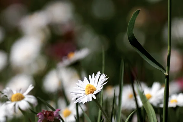 Flowers in spring — Stock Photo, Image