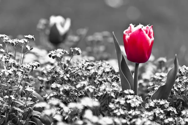 Barevné tulipány v zahradě — Stock fotografie