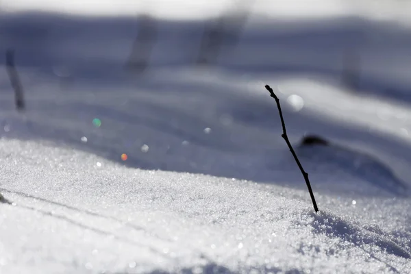 Zimní strom na poli — Stock fotografie