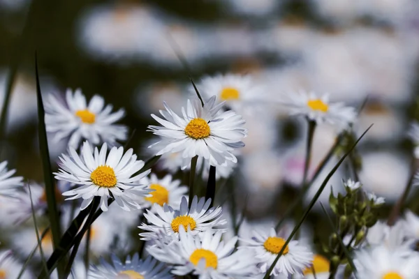 Blumen auf dem Feld — Stockfoto