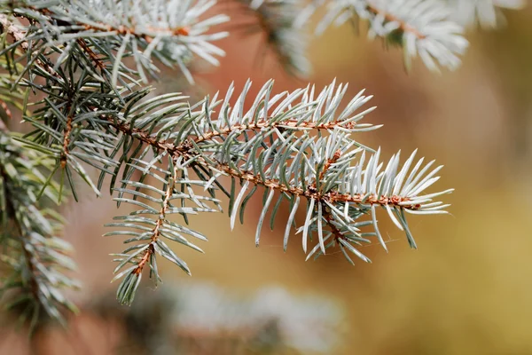 Branch fir — Stock Photo, Image