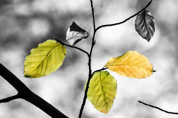 Foglie di colore in autunno — Foto Stock