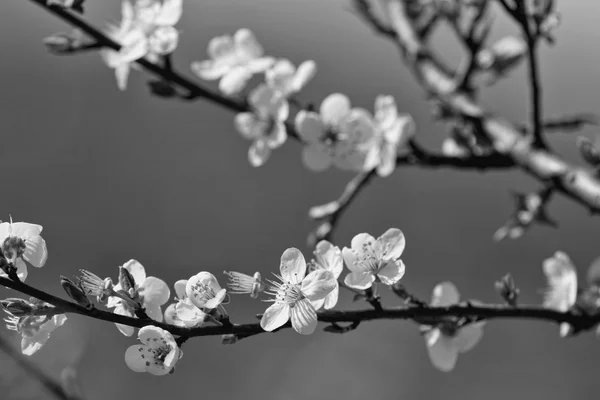 果物の花、黒と白 ロイヤリティフリーのストック写真