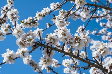 Güzel armut ağacında çiçeği