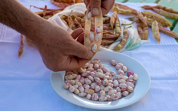 Frijoles Peeling Pod Green Broad Bean — Foto de Stock