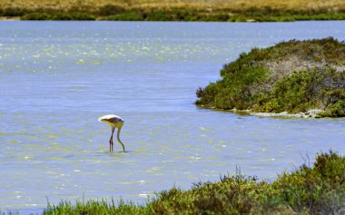 Trapani, Sicilya 'nın tuzlu tavalarının sığ tuzlu suyunda otlayan pembe Flamingo İtalya