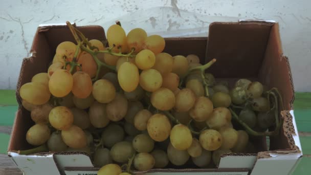 Close Box Grapes Farmer Holding Grapes Harvest — Stock Video