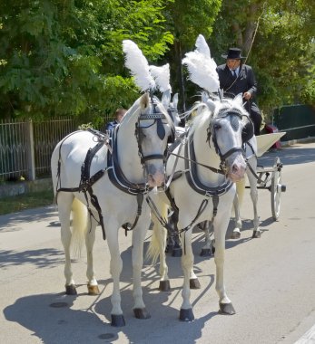 Paestum, İtalya - 08.15.2014: Arabacı ve çizilmiş taşıma