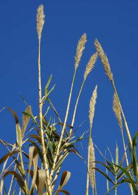 Sazlık mavi gökyüzü rüzgar
