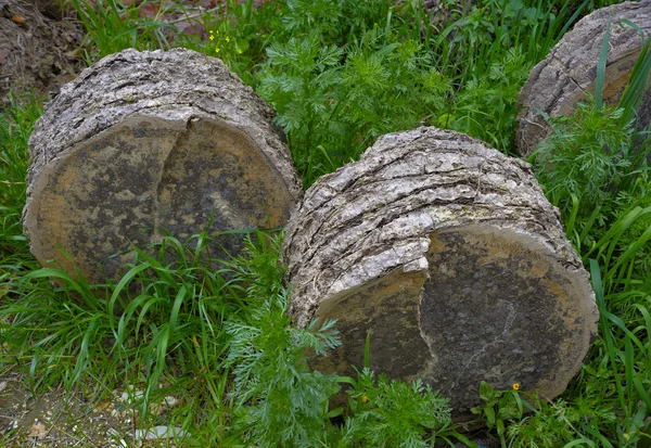 Sektioner av en palm stam avverkas eftersom slog av ”röda weevil" — Stockfoto