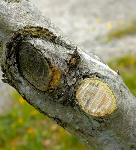 Cortar ramos mortos e ou oliveira danificada . — Fotografia de Stock