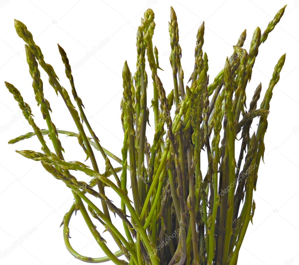 A bunch of freshly picked wild asparagus on a white background
