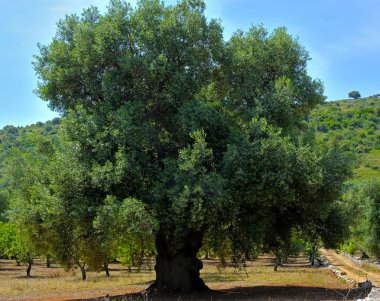 apulia kırsal kesimde zeytin ağaçları laik. İtalya