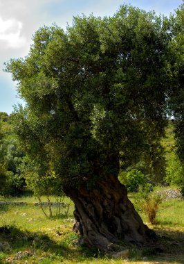 apulia kırsal kesimde zeytin ağaçları laik. İtalya