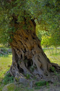 apulia kırsal kesimde zeytin ağaçları laik. İtalya