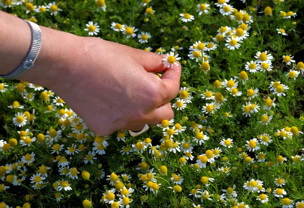 Dedos pegando uma margarida na primavera . — Fotografia de Stock