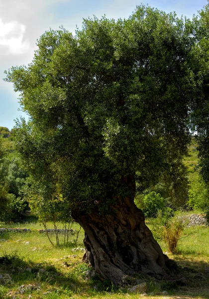 橄榄树世俗的阿普利亚农村。意大利 — 图库照片