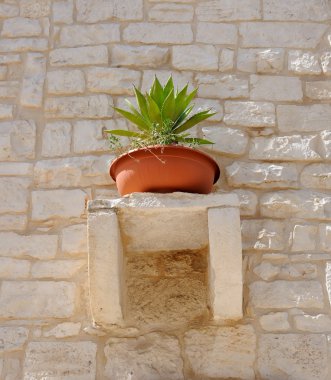 Taştan bir duvar ile dekore edilmiş pot bitki