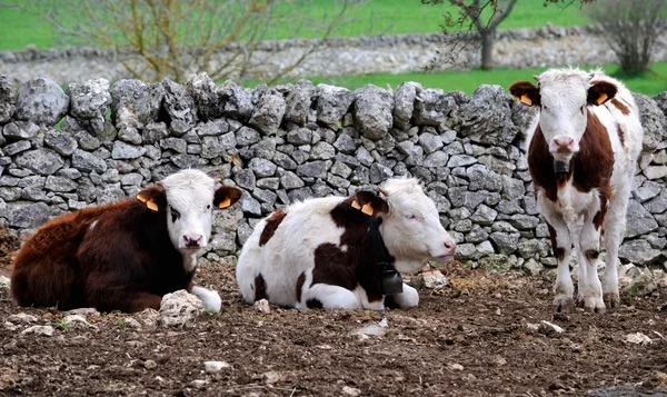 Terneros de vaca en la cría de ganado — Foto de Stock