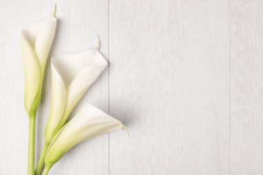 Zarif bahar çiçek, calla lily