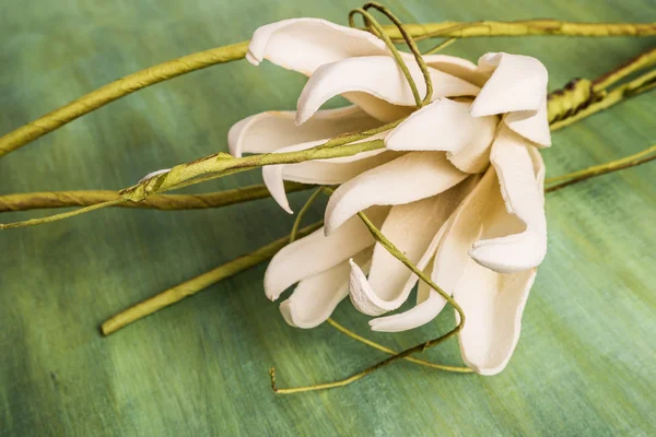 White gardenia blossom — Stock Photo, Image