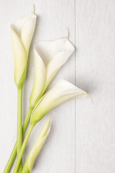 Élégante fleur de printemps, lys calla — Photo