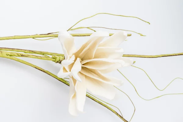 Flor de gardenia blanca — Foto de Stock