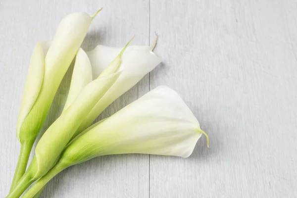 Flor de primavera elegante, calla lily — Fotografia de Stock