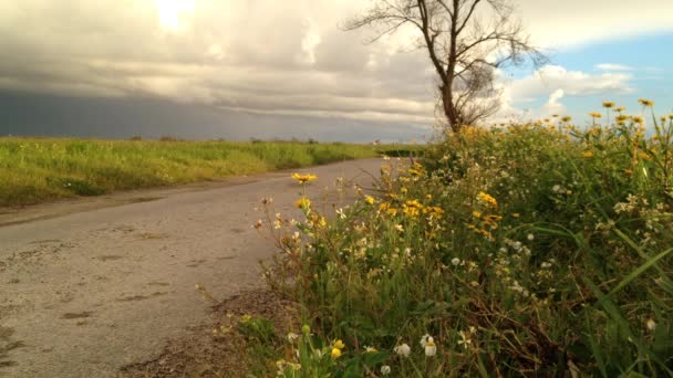 Paisaje de campo de margaritas amarillas y carretera rural. Cielo nublado al atardecer . — Vídeos de Stock