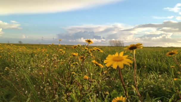 Paysage du champ de marguerites jaunes et ciel nuageux au coucher du soleil 
