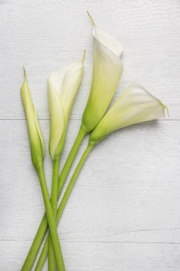 Zarif bahar çiçek, calla lily