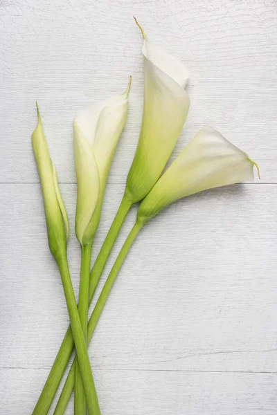 Flor de primavera elegante, calla lily — Fotografia de Stock